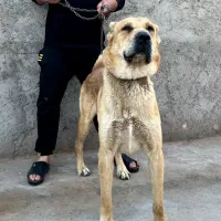واگذاری سگ افغان