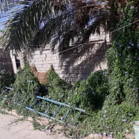 اجاره-5-هکتار-زمین-کشاورزی