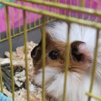 خوکچه هندی|موش و خرگوش|کاشان, گارزگاه|دیوار