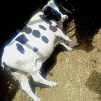 کاو|حیوانات مزرعه|شیراز, شاپورجان|دیوار