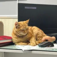 واگذاری رایگان