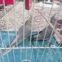 عروس هلندی|پرنده|شیراز, شیخ علی چوپان|دیوار