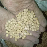 نخود تازه|عمده‌فروشی|ایجرود, |دیوار