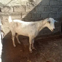 کهره|حیوانات مزرعه|قشم, |دیوار