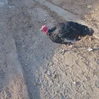 بوقلمون نمادها.بایک جوجه ۷۰۰۰میلیون