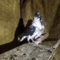 کبوتر رفتنی