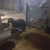 بره ماده هترو