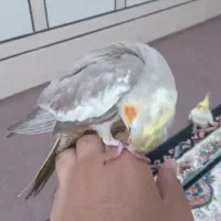 عروس هلندی گم شده|حیوانات|شادگان, |دیوار