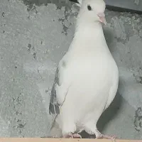 کبوتر  پرشی|پرنده|شهریار, شهرک امیریه|دیوار