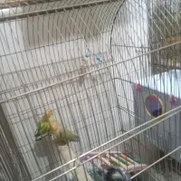 جفت طوطی برزیلی معاوضه با جفت قناری یا سهره