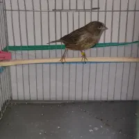 قناری نر نگرو و فری دم بلند قیافه دار