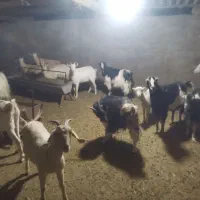 شیربز و لبنیات بز|خوردنی و آشامیدنی|ری, شهرری|دیوار