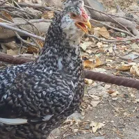 تعدادی مرغ وخروس گلین طوسی کاکلی پنگوئنی|حیوانات مزرعه|چهارباغ, |دیوار