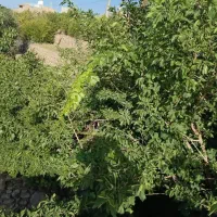 460متر باغ تفت