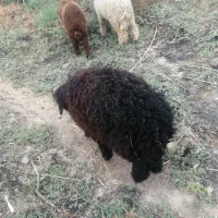 دو عدد گوسفند نر سنگین وزن