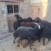 شیشک قره قزل