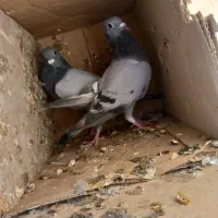 کبوتر پلاکی