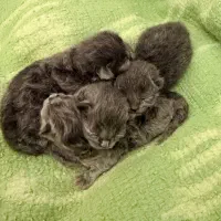 بچه گربه اسکاتیش