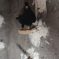 ساعت مچی مردانه