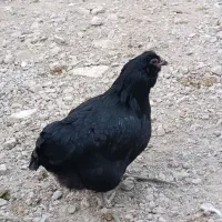 فروش و معاوضه مرغ جهادی کپ شوباغاز|حیوانات مزرعه|اصفهان, محمودآباد|دیوار