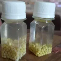 تخم حلزون ، خاویار حلزون