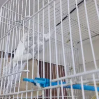 عروس هلندی قناری|پرنده|مشهد, تلگرد|دیوار