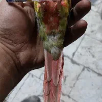 گرینچیک آناناسی گمشده