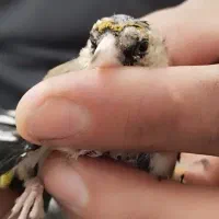 جوجه سهره نر