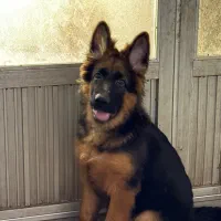 سگ جرمن نر و ماده بلک
