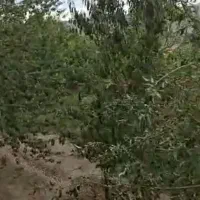 خانه باغ فروشی سانیج