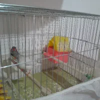 فنج موولدنرومادعع