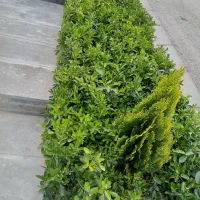 خدمات باغبانی در سراسر تهران|خدمات باغبانی و درختکاری|تهران, فلسطین (میدان انقلاب)|دیوار