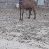 شیشک
