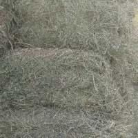 بیده قالبی|خدمات باغبانی و درختکاری|جیرفت, |دیوار