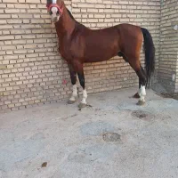 اسب عرب نریان خالص