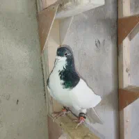 شهری خوب|پرنده|شیراز, شهرک بهار|دیوار