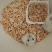 همستر های کوچولوی خانگی|موش و خرگوش|اسلام‌شهر, شهرک قائمیه|دیوار