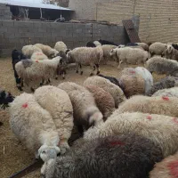 میش و بز داشتی