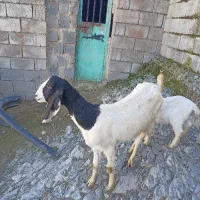 بزپاکستانی اصل با بزغاله نر شیری