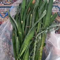 قلمه سنسوریا