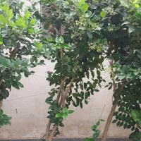 یاس هلندی گلدان ۵۰|گل و گیاه طبیعی|سنگر, |دیوار