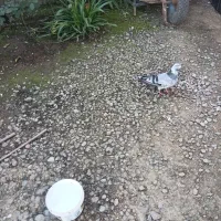 کبوتر پرشی ساعت بالا