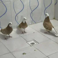 کفتر پرشی شازده زرد به شرط