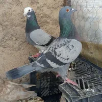 کبوتر دوتا پلاکی