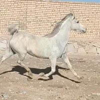 مادیان کرد یکه بندی