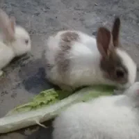 سلام خرگوش ماده باشش تا بچه هاش|موش و خرگوش|بندر ماهشهر, |دیوار