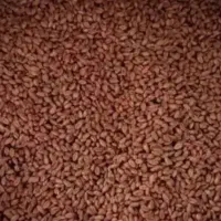 گندم ریژاو بوجاری شده