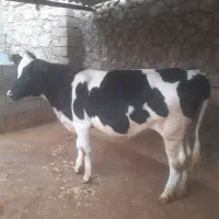 شنگل هلشتاین