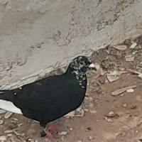 کبوتر|پرنده|فسارود, |دیوار