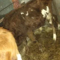 ورزا و لیشه سرحال|حیوانات مزرعه|فومن, |دیوار